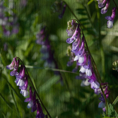 Kvetching About Vetch