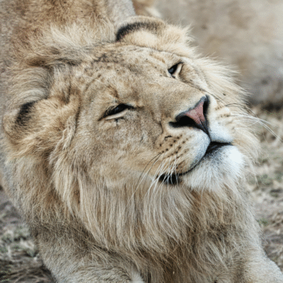 Themed Thursdays Online Series