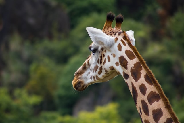 Sticking My Neck Out and Other Life Lessons